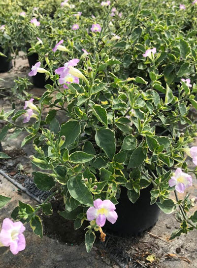 6" Primrose Variegated